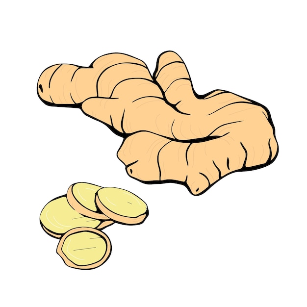 the ginger root eastern spice for raising immunity  hand drawn illustration