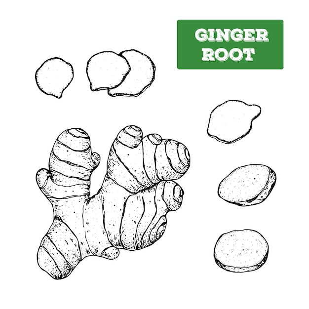 Vector ginger root hand drawn vector illustration isolated sketch of ginger root engraved illustration black and white