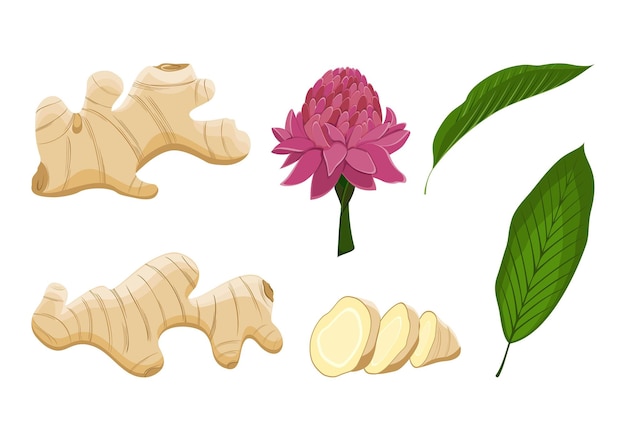 Ginger root, leaves and flower. Cut the ginger into pieces. Set of plants in vector