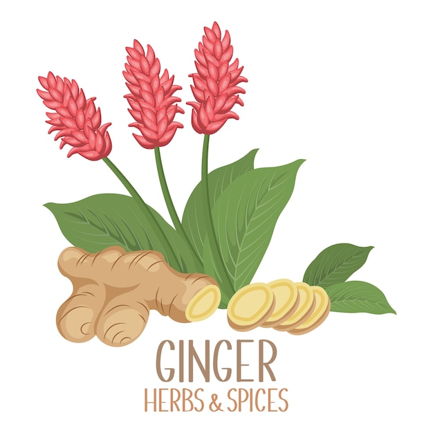 Vector ginger roots slices and flowers herbs and spices illustration vector