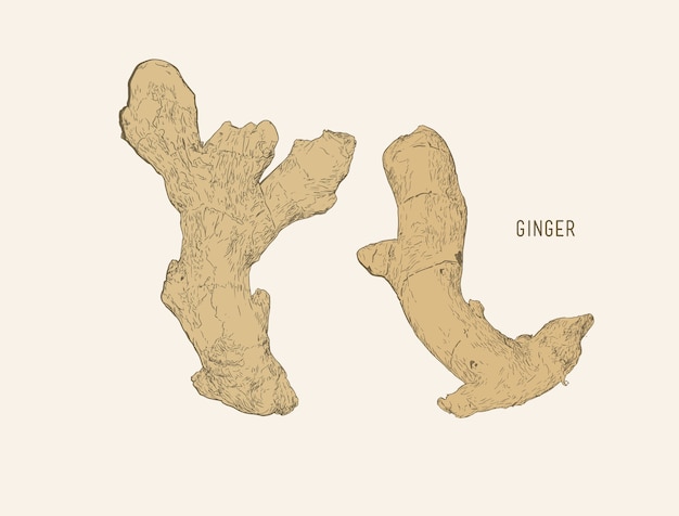 Ginger set sketch vector.