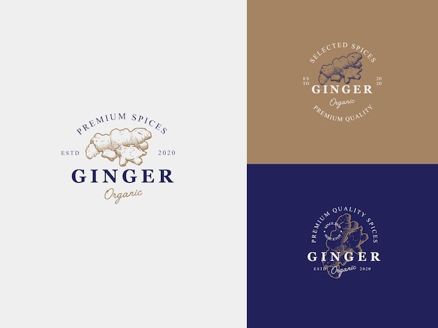 Vector ginger spice hand draw logo template with premium vintage typography