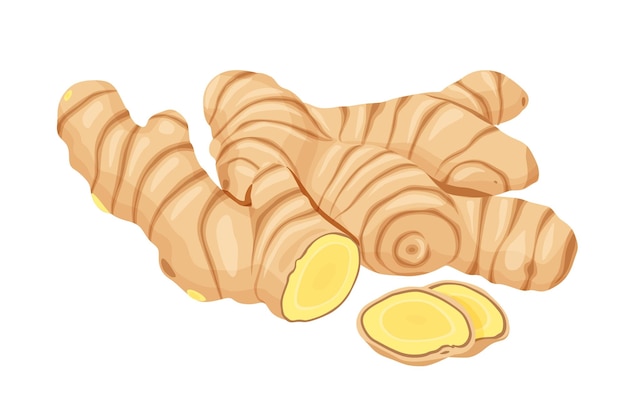 Ginger vector geïsoleerd op witte achtergrond