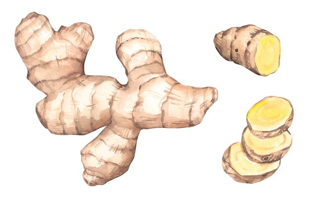ショウガの水彩クリップアート セット、ジンジャー ウェイエットカラー野菜イラスト