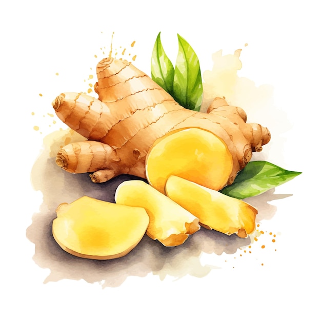 Ginger watercolor clipart