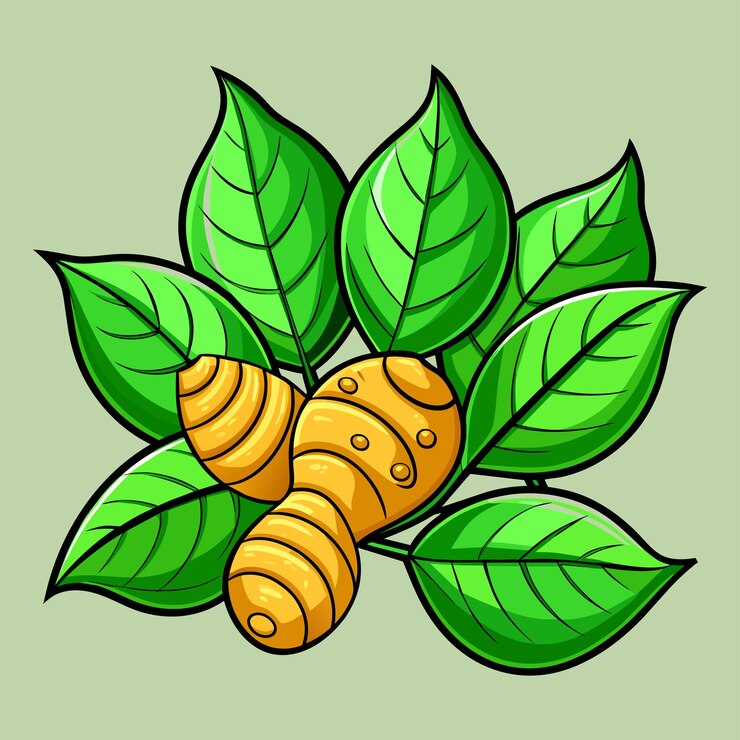 Vector ginger with ripe leaves vector illustration