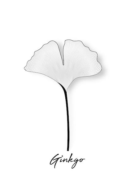 Ginkgo biloba blad geïsoleerd op een witte achtergrond. handgetekende bladeren. logo ontwerp