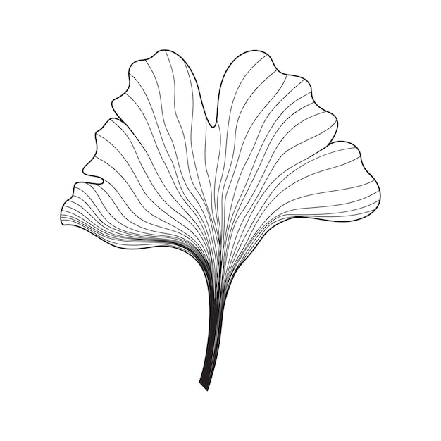 ginkgo biloba blad