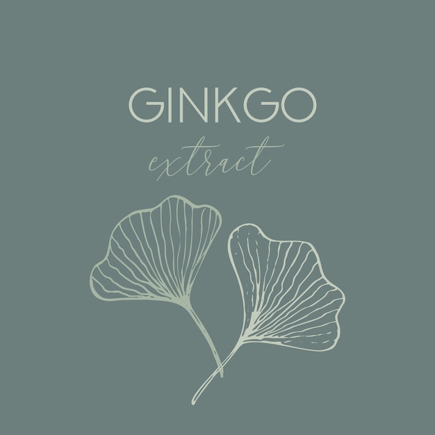 Ginkgo biloba hand drawn cosmetic design modern eco organic label or greting card template