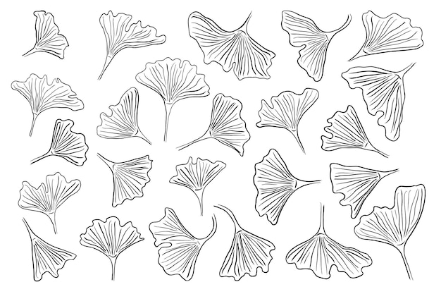 Vector ginkgo biloba hand drawn ink sketch set abstract jinkgo leaves botany vintage pen style