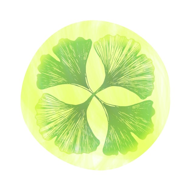 Ginkgo biloba icon from 4 leaves. Badge or logo for packaging useful plant ginkgo, for pharmaceuticals