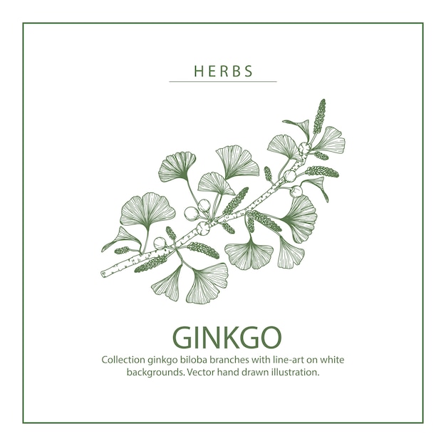 Ginkgo biloba leaf and flower drawings