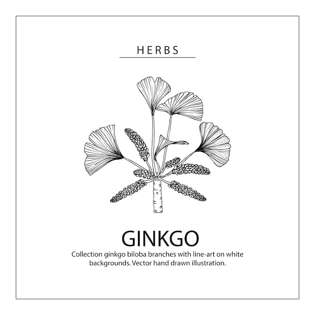 Ginkgo biloba leaf and flower drawings
