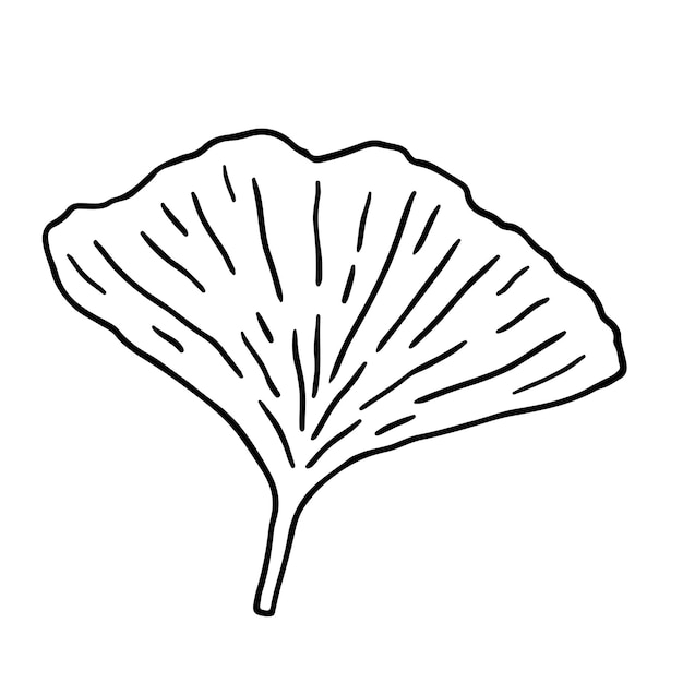 Ginkgo biloba leaf isolated on white background hand drawn illustration in outline style