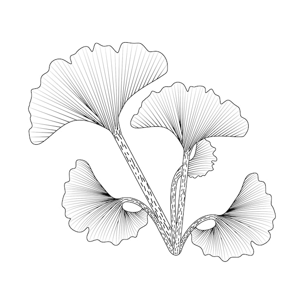 Vector ginkgo biloba leaves coloring pages