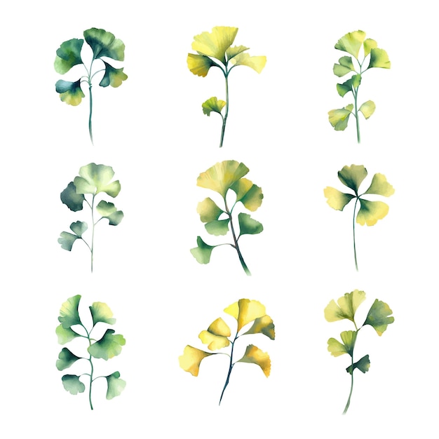 Ginkgo biloba leaves set watercolor hand drawn illustration