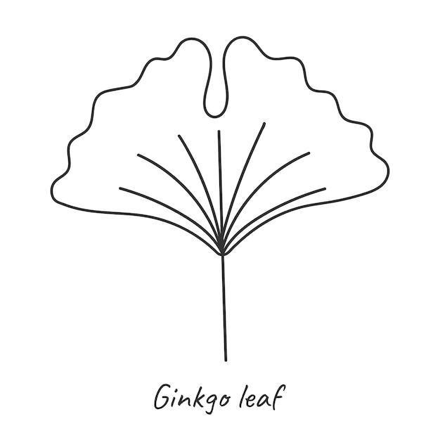 Ginkgo blad overzicht vectorillustratie