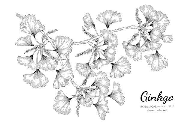 Vector ginkgo in hand drawn botanical illustration