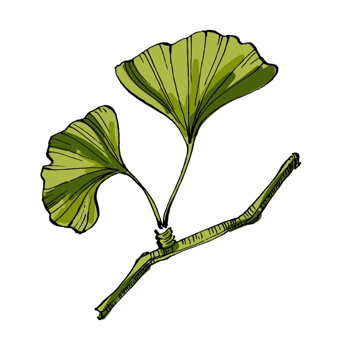 Vector ginkgo leaf sketch vector illustration