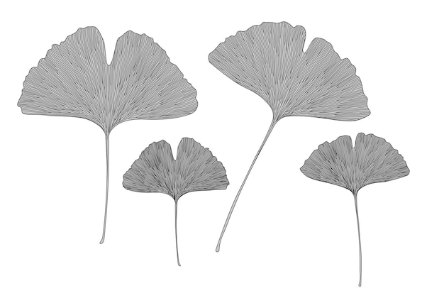 Foglie di ginkgo illustrazione vettoriale