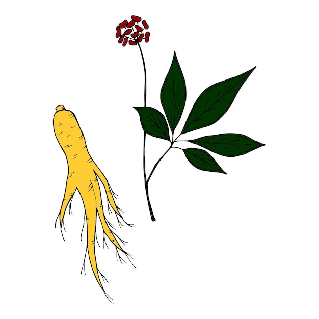 Vector ginseng 2 in color