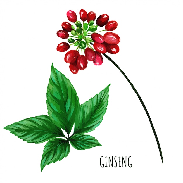 Bacche di ginseng con foglie, acquerello disegnato a mano