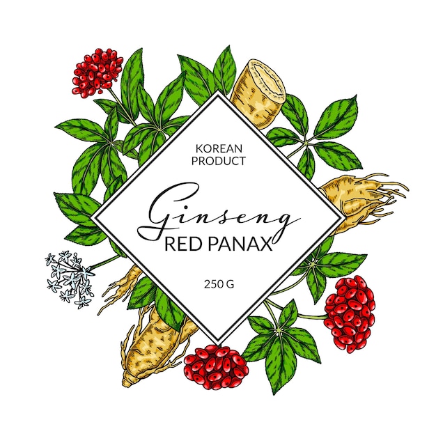 Cornice colorata ginseng illustrazione vettoriale botanica disegnata a mano in stile schizzo design per il logo