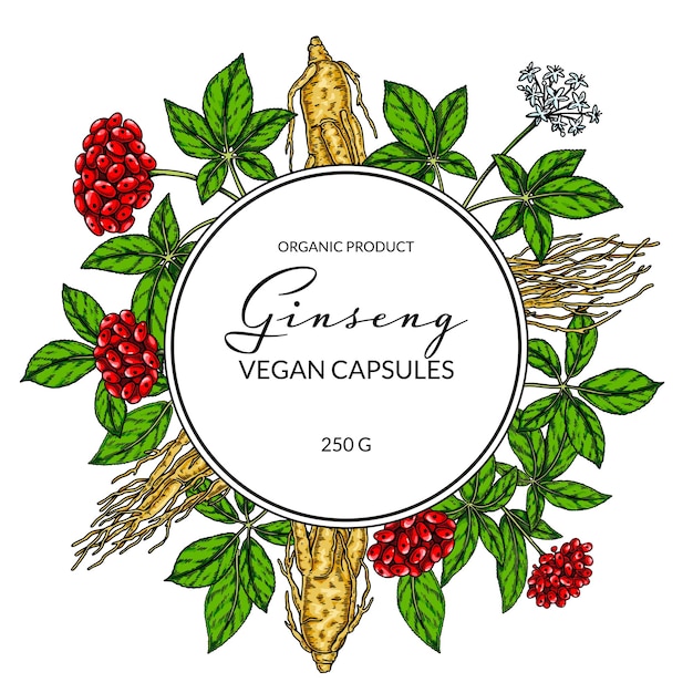 Ginseng kleurrijk frame Hand getrokken botanische vectorillustratie in schetsstijl Ontwerp voor logo