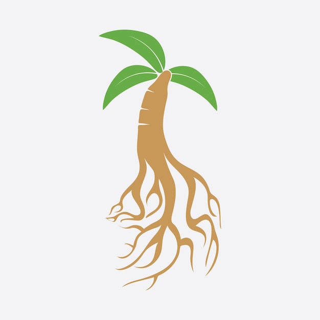 Ginseng logo and vector template