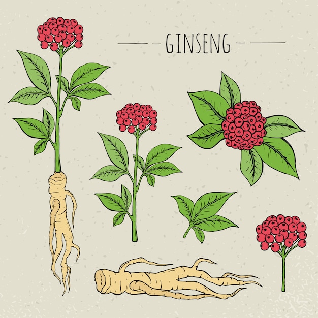 Vector ginseng medical botanical isolated illustration