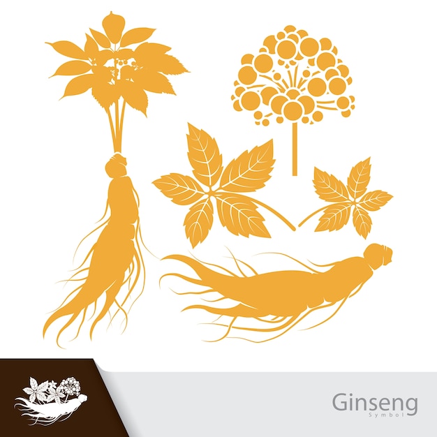 Vettore pianta di ginseng