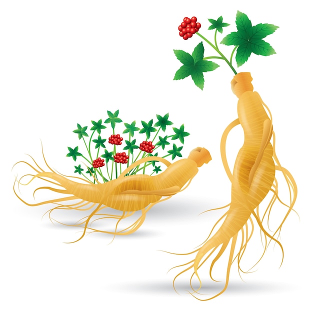 Vector ginseng plant