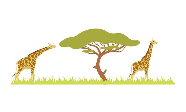 Vector giraffe and acacia tree on white background vector illustration