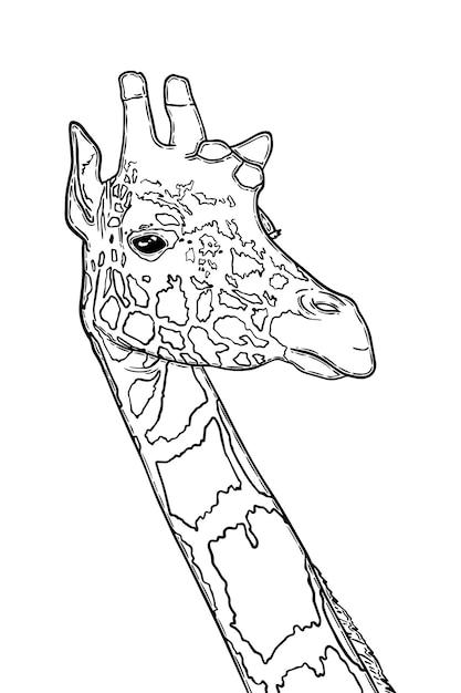 ベクトル 長い首と斑点を持つキリン偶蹄目哺乳類陸生動物落書き線形漫画