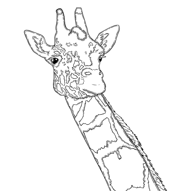 Giraffe artiodactyl mammal land animal with long neck and spots doodle linear cartoon