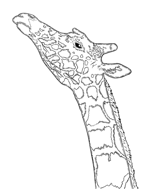 Giraffe artiodactyl zoogdier landdier met lange nek en vlekken doodle lineaire cartoon