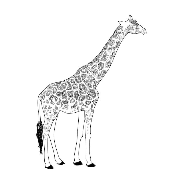 Vector giraffe coloring page vector