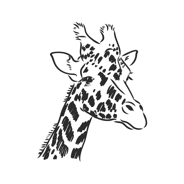 Giraffe - geïsoleerde vector met vlekken giraffe vector