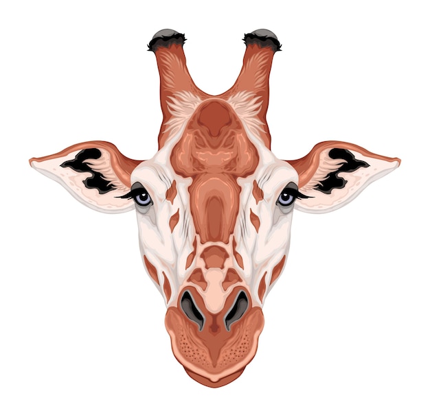 Vector giraffe head vector isolated animal