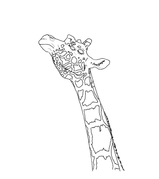 Vector giraffe head wild animal with spots exotic doodle linear cartoon coloring book