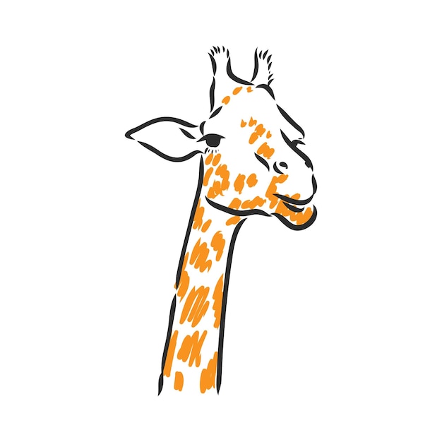 Giraffe - isolated vector with spots giraffe vector sketch