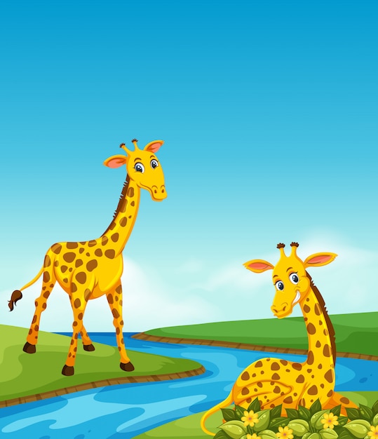 Giraffe living in next to river