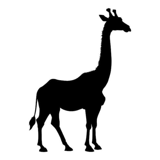 Giraffe Silhouette on White Background