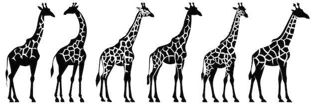 Vector giraffe silhouettes set large pack of vector silhouette design isolated white background