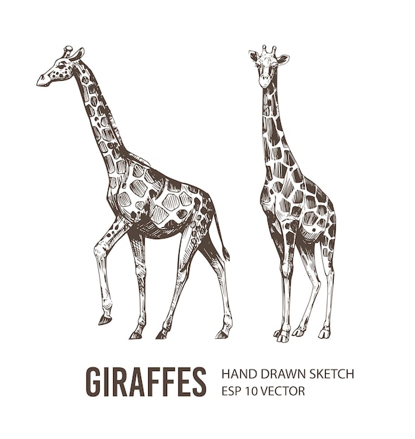 Giraffe sketch hand drawn vector illustration