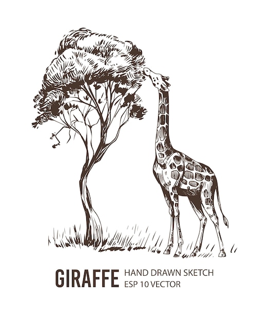 Schizzo della giraffa illustrazione vettoriale disegnato a mano