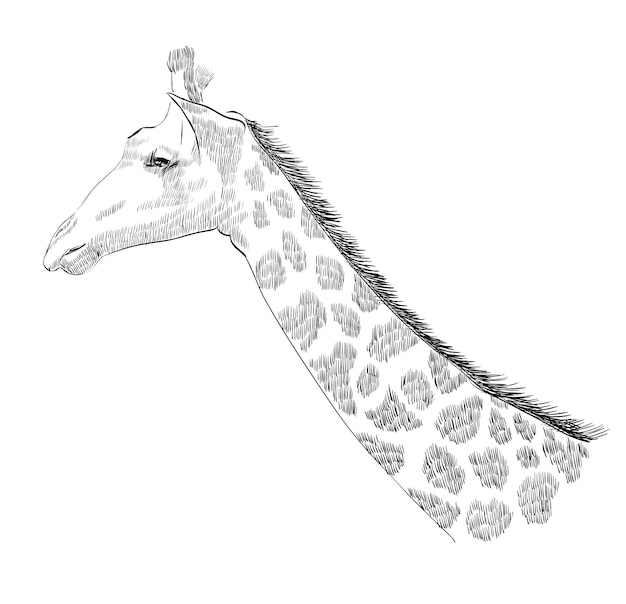 Vettore giraffa