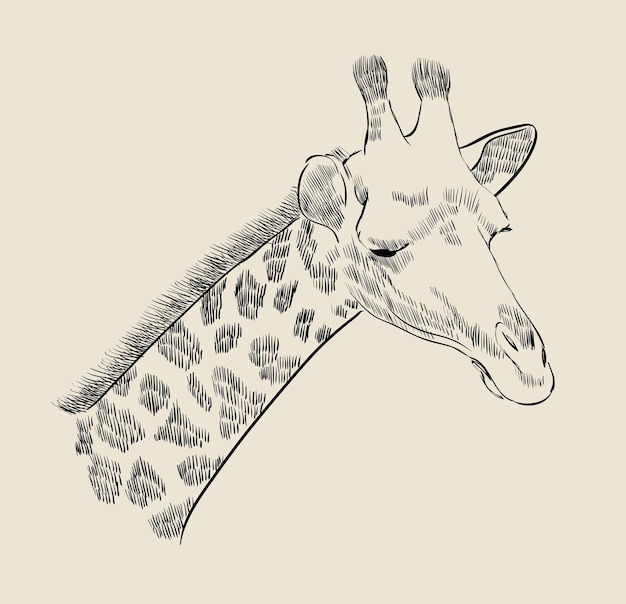 Vector giraffe