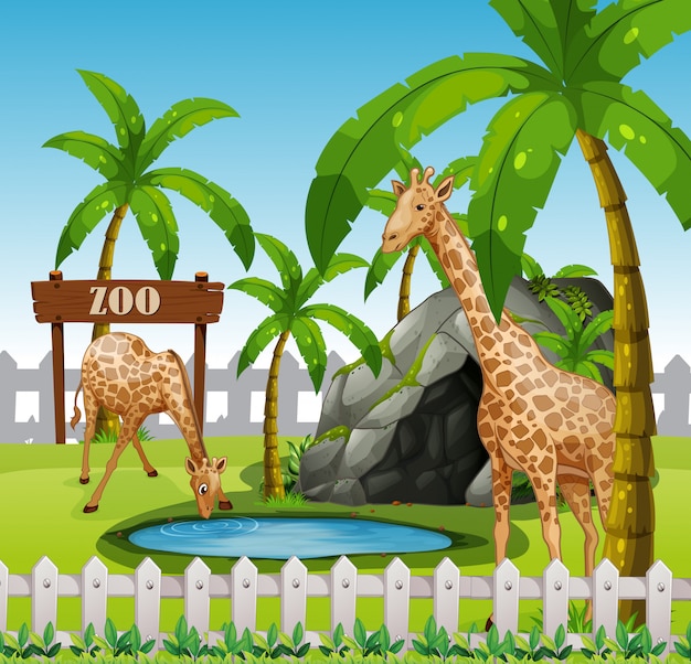 Vector giraffes in azoo enclosure