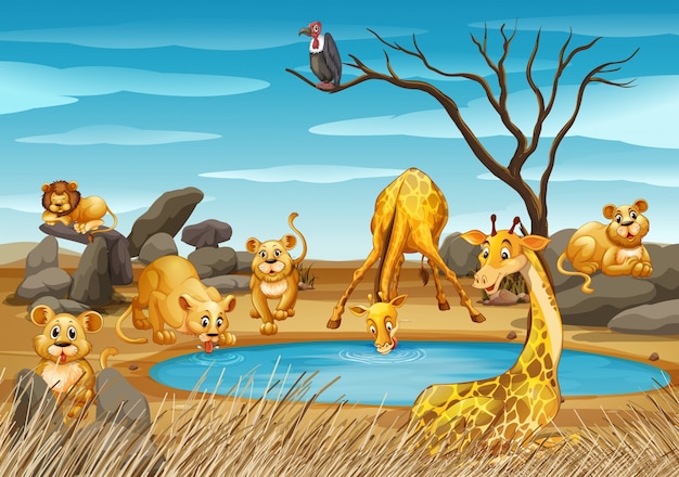 Vettore giraffe e leoni vicino allo stagno